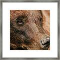 Brown Bear Framed Print