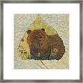 Brown Bear Framed Print