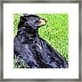 Brown Bear Sitting In The Grass Framed Print