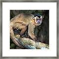Brown Capuchin Monkey Cebus Apella Framed Print