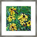 Brown-eyed Susans Framed Print