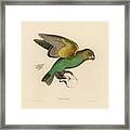 Brown-headed Parrot, Piocephalus Cryptoxanthus Framed Print