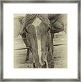 Brown Horse - Antique Framed Print