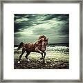 Brown Horse Galloping On The Coastline Framed Print