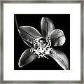 Brown Orchid In Black And White Framed Print