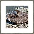 Brown Pelican 3 March 2018 Framed Print