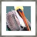 Brown Pelican . 7d8291 Framed Print