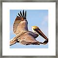 Brown Pelican In Flight - Two Framed Print