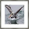 Brown Pelican Landing On Water . 7d8372 Framed Print