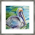 Brown Pelican Of Louisiana Framed Print