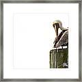 Brown Pelican On Piling Framed Print