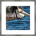 Brown Pelican Says Where Was I Going Framed Print
