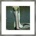 Brown Pelican Up Close Framed Print