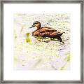 Brown Pond Duck Framed Print