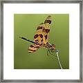 Brown-spotted Yellow-wing Dragonfly Framed Print