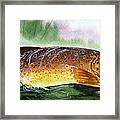 Brown Trout Taking A Fly Framed Print