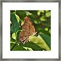 Brush Footed Question Mark Butterfly            July             Indiana Framed Print