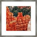 Bryce Canyon - Lone Tree Framed Print