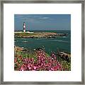 Buchan Ness Lighthouse And Spring Flowers Framed Print