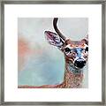Buck Deer Portrait Framed Print