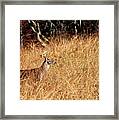 Buck On The Lookout Framed Print