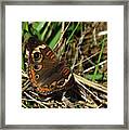 Buckeye Butterfly Framed Print