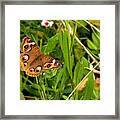 Buckeye Butterfly In Nature Framed Print