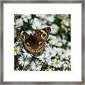 Buckeye Butterfly On Heath Aster Framed Print