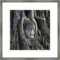 Buddha Head In Tree Framed Print