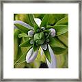 Budding Hosta Framed Print