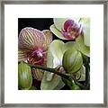 Budding Orchids Framed Print