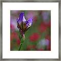 Budding Purple Iris Framed Print