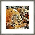 Buddy The Cat Napping Art Print Framed Print