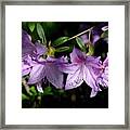Buds And Blooms Framed Print