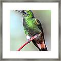 Buff Hummingbird Framed Print