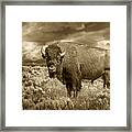 Buffalo Bison At Yellowstone In Sepia Framed Print