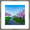 Buffalo Cherry Blossoms 1 Framed Print