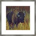 Buffalo Grazing Framed Print