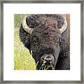 Buffalo In Flowers Framed Print