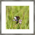 Bug On A Flower 8167 Framed Print