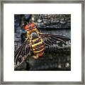 Bug With Red Eyes Framed Print