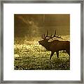 Bugling Elk In November Sunrise Framed Print