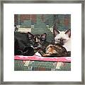 Bugzy And His Babies Framed Print