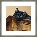 Bugzy Watching From On High Framed Print