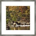 Bull And Cow Elk In Buffalo River Crossing Framed Print