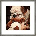 Bull Dog Vs. Stuffed Dog Framed Print
