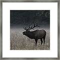 Bull Elk Bugles In Morning Fog Muted Framed Print