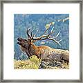 Bull Elk Bugling Framed Print