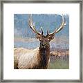 Bull Elk By The River Framed Print