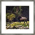 Bull Elk Checking For Competition Framed Print